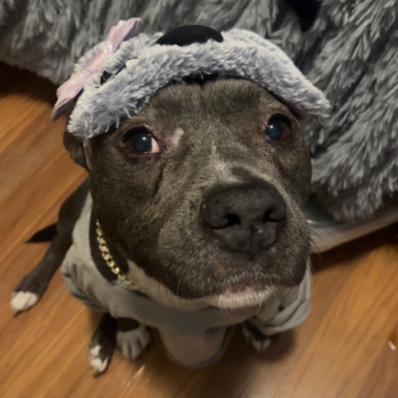 Meet your Posher, Bella - Picture 1 of 1